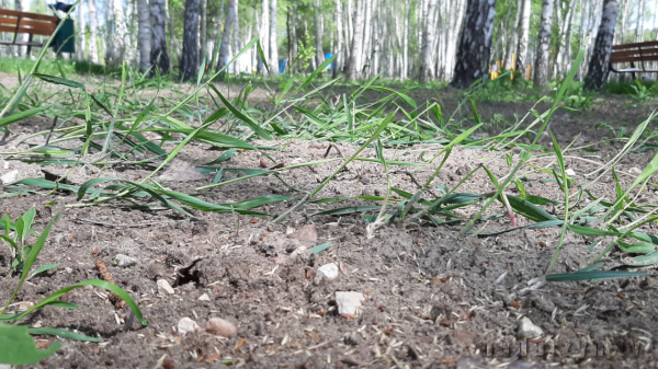 Skandal, czy nadarzyńska norma? Chwasty to dla prokuratora trawa z rolki!